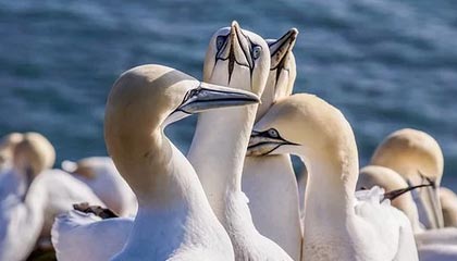 九游jiuyou-大牌阵容未能发挥应有水平